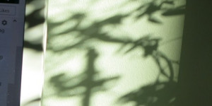 Beitragsbild des Blogbeitrags Der Schatten des Jasminstocks