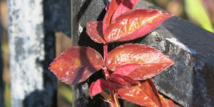 Beitragsbild des Blogbeitrags Rot und frisch
