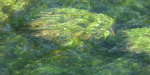 Beitragsbild des Blogbeitrags Sonnig-grünes Haar