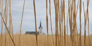 Beitragsbild des Blogbeitrags Blick durchs Elefantengras