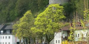 Beitragsbild des Blogbeitrags Der F als starker Farbkontrast in der Landschaft kurz vor dem Bewundern eines verbliebenen Burgturms