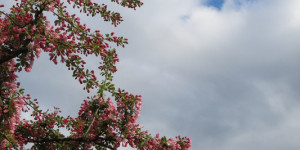 Beitragsbild des Blogbeitrags Bald ist es vorbei mit den Blüten