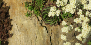 Beitragsbild des Blogbeitrags Watte … 