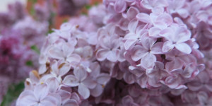 Beitragsbild des Blogbeitrags Freitag 27.5.2022 – Granit, Flieder und Raps