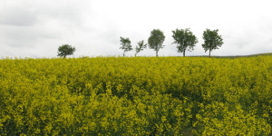 Beitragsbild des Blogbeitrags Hat Raps auch einen düsteren Aspekt? 