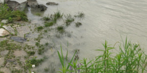 Beitragsbild des Blogbeitrags Blau ist die Donau nicht 