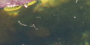 Beitragsbild des Blogbeitrags Vielfalt im trüben Wasser 