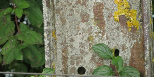 Beitragsbild des Blogbeitrags Flechten-Drabble