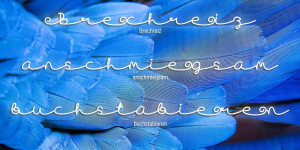 Beitragsbild des Blogbeitrags Dekadenz -ABC-Etüden