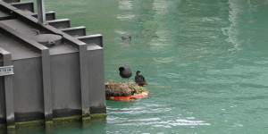 Beitragsbild des Blogbeitrags Schwimmendes Eigenheim