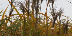 Beitragsbild des Blogbeitrags Mittwoch 23. November – Elefantengras im Regen