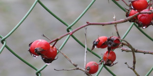 Beitragsbild des Blogbeitrags Samstag 26. November 2022