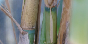 Beitragsbild des Blogbeitrags Bambus im Winter 