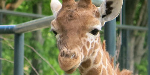 Beitragsbild des Blogbeitrags Politische Giraffe – Impulswerkstatt