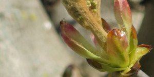 Beitragsbild des Blogbeitrags Dienstag 4. April 2023 – Kugeln, Eier und Ingwer