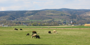Beitragsbild des Blogbeitrags Acht Lämmer auf der Weide, alle schwarz
