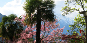 Beitragsbild des Blogbeitrags Schneeberge, Blüten und Palmen 