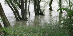 Beitragsbild des Blogbeitrags Freitag 19.Mai 2023 – grüne Überflutung 
