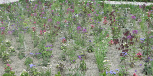 Beitragsbild des Blogbeitrags Gartenstile
