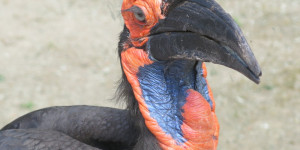 Beitragsbild des Blogbeitrags Und was für Wimpern er hat!