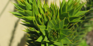 Beitragsbild des Blogbeitrags Samstag, 8.Juli 2023 – Diverses und eine Araucaria am 19. Sommertag .-.
