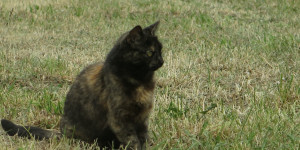 Beitragsbild des Blogbeitrags Schreibblockade und Miezekatzen 