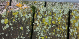 Beitragsbild des Blogbeitrags Weitere Beziehungen zwischen Holz und Wasser