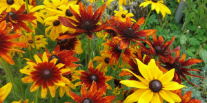 Beitragsbild des Blogbeitrags Samstag 12. August 2023 – am vierundfünfzigsten Sommertag