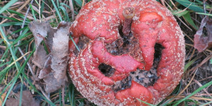 Beitragsbild des Blogbeitrags Dienstag 17. Oktober 2023 – halbherzige Reisevorbereitungen am 23. Herbsttag