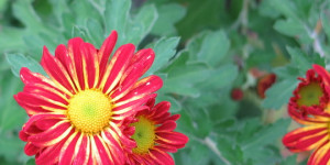 Beitragsbild des Blogbeitrags Liebe Pflanzenkenner*innen