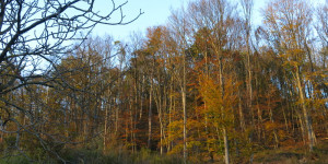 Beitragsbild des Blogbeitrags Sonntag 12. November 2023 – Farben und Hass am 50. Herbsttag