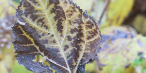 Beitragsbild des Blogbeitrags Freitag 17.11 – Vergänglichkeit am 55. Herbsttag