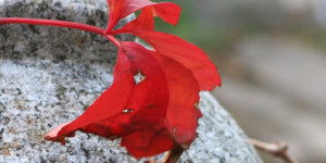 Beitragsbild des Blogbeitrags Sonntag 19.November 2023 – am 57. Herbsttag