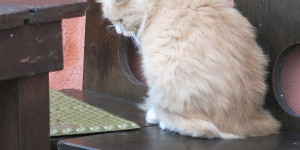 Beitragsbild des Blogbeitrags Mosaike und Schnurrhaare