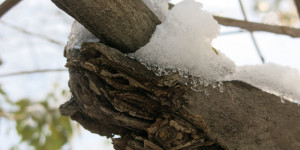 Beitragsbild des Blogbeitrags Noch etwas Schneenostalgie