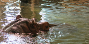 Beitragsbild des Blogbeitrags Spiegelung mit Flusspferd 