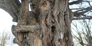 Beitragsbild des Blogbeitrags Seltsames Holz – Impulswerkstatt