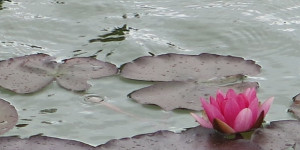 Beitragsbild des Blogbeitrags Mittwoch 28. Februar – Blüten und Magyaren