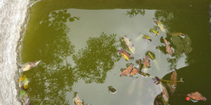 Beitragsbild des Blogbeitrags Steinbecken – Impulswerkstatt