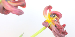 Beitragsbild des Blogbeitrags Leidenschaften – Tulpen 1/5 