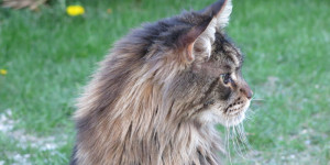 Beitragsbild des Blogbeitrags Dekoratives