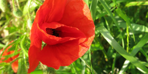 Beitragsbild des Blogbeitrags Die unvollkommene Mohnblume – Impulswerkstatt