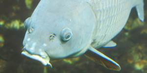 Beitragsbild des Blogbeitrags Der Fisch ist da !
