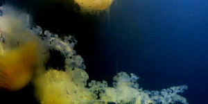 Beitragsbild des Blogbeitrags Medusen, leuchtend, transparent, wie Spitzen, giftig sind sie allerdings auch