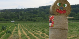 Beitragsbild des Blogbeitrags Donnerstag 30. Mai 2024 – Regen und Erdbeeren