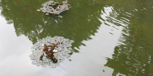 Beitragsbild des Blogbeitrags Goldfische 