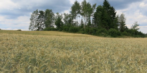 Beitragsbild des Blogbeitrags Juni 2 
