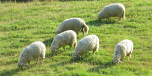 Beitragsbild des Blogbeitrags Sonntag 21. Juli 2024 – Sessellift, Schafe und Fackeln