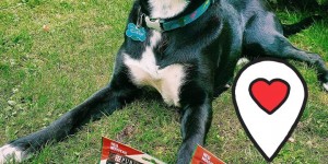 Beitragsbild des Blogbeitrags AdVENTUROS Snacks von Purina 