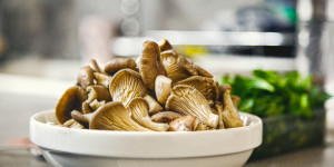 Beitragsbild des Blogbeitrags Der Austernpilz, gern verwendet in der kulinarischen Welt der Genüsse, schmackhaft! 